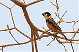 Rusty-collared Seedeater